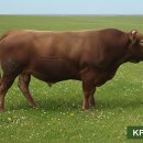 한우 이미지