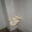 선관내 이미지