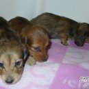 리코리아몰 이미지