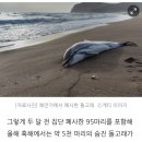 "약 5만 마리 숨졌을 것" 흑해 돌고래 집단 폐사 원인은 러시아 군대가 우크라이나 전에서 쓴 수중 음파탐지기로 밝혀졌다 이미지