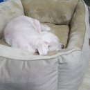 강생이사료