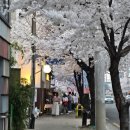 씨 사이드 뷰 | 대구 앞산 벚꽃 만개 실시간 강씨목삼본점 삼겹살 야간 벚꽃뷰 맛집 솔직 후기 🌸