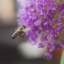 천안초등학교 이미지