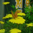 벌과나비 이미지