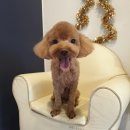 애견샵 컬리독 이미지