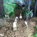 숲사랑홍보관 이미지