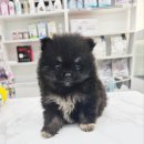 상도그 천안점 이미지