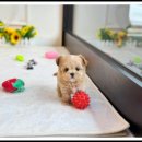 대명동 강아지 이미지