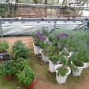 은정농원 이미지