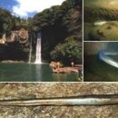 천지연무태장어천지연 이미지