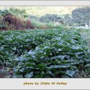 진부리유원지 이미지