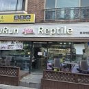 파충류샵 렙타일스테이션 | 일산 파충류샵 뉴런렙타일 방문후기 크레 비주류 파충류