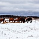 강인목장 이미지