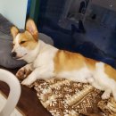 하이멍멍 이미지