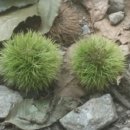 고음농장 이미지