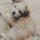 초록동물병원 이미지