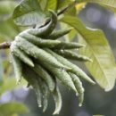 시트론(Citron) 이미지