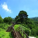 지리산 천년송 Daum카페