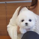 켄넬203 말티푸분양, 미니비숑분양 이미지