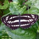 이상향