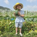 보라향-애플수박 수확 후 맛 보았어요! 이미지