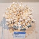 부산해양자연사박물관 이미지