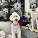 제제조이