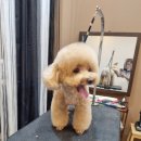 위즈펫살롱 이미지