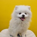 해이당 부산애견호텔 강아지유치원 반려견미용 목욕 교육 훈련 | 명지 강아지유치원 매일 보내고 싶은 킨더퍼피 부산 애견유치원