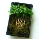 종삼농장 이미지