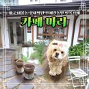마리애견 | 대구 대봉동 한옥카페 카페마리 후기 애견동반 가능한 감성 핫플