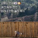 단풍나무펜션민박 | [산강숙소] 강원도 인제, 애견 펜션 보리네 민박