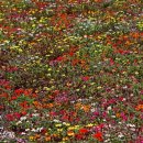 대산문화체육공원(야구장) 이미지