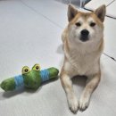 최애멍 | 강아지 장난감 추천 멍템 대왕 삑삑이 장난감 중형견 에너지 폭발 놀이템