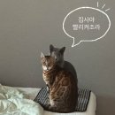 몸에좋은의료기 | 한일의료기 전기찜질팩 1년 실사용 후기