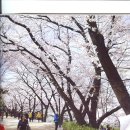 안산 자락길과 안산 벚꽃음악회 이미지