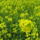 파도향기 이미지