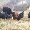 어울림농장 이미지