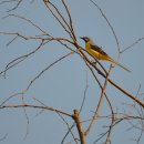 미리내캠프 이미지