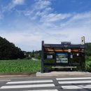 한국야생화천아트