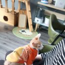 드럼통고양이 이미지