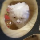 청춘 고양이 카페 이미지