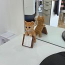 오헤이(Ohey) 이미지