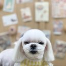 댕발란스 이미지