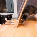 큰누나네집 이미지