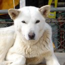 애견가족 이미지