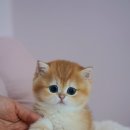 양주고양이분양 모나미네코 옥정신도시점 이미지