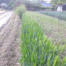 봄에새싹 이미지