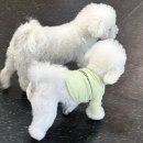 부산펫(주) 이미지