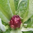 짱구농장 이미지